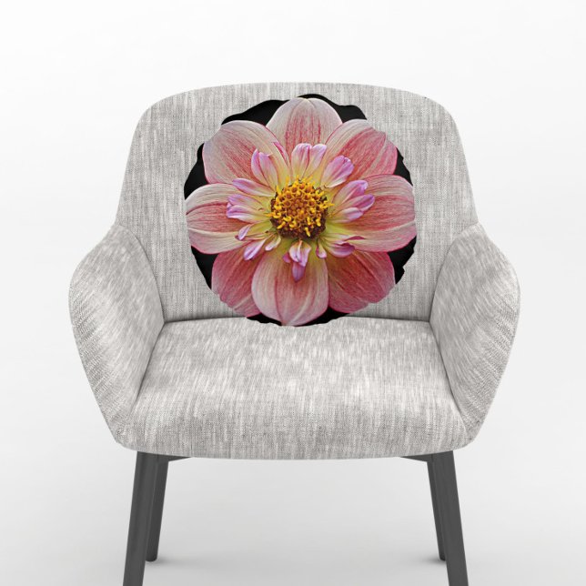 Pink Collarette Dahlia auf der schwarzen Flora Rundes Kissen (In Situ Chair)