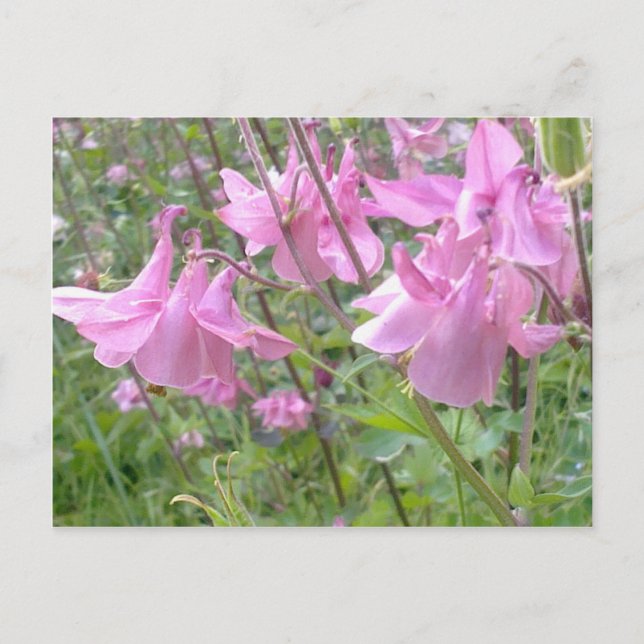 Pink Columbine Blume Postcard Postkarte (Vorderseite)