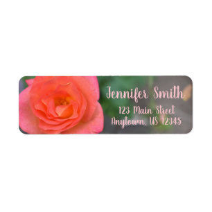 Pink Coral Rose Natur Fotografie Blume Pflanze