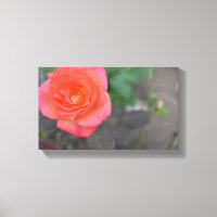 Pink Coral Rose Natur Fotografie Blume Pflanze