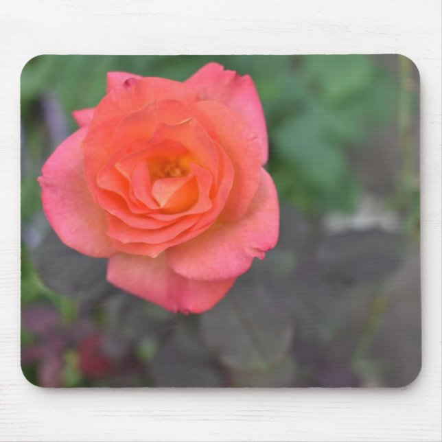 Pink Coral Rose Natur Fotografie Blume Pflanze Mousepad (Vorne)
