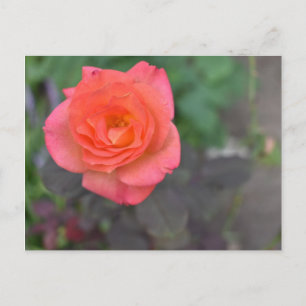 Pink Coral Rose Natur Fotografie Blume Pflanze Postkarte