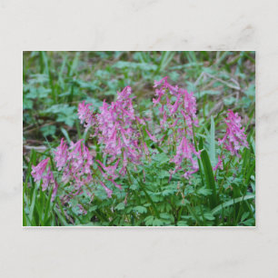 Pink Corydalis Blume Postkarte