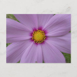 Pink Cosmea Nahe DIY Postkarte