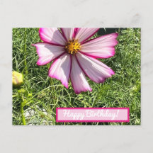 Pink Cosmo Blume Postkarte, Happy Birthday
