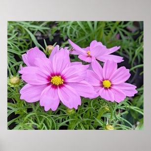 Pink Cosmos Blume Poster