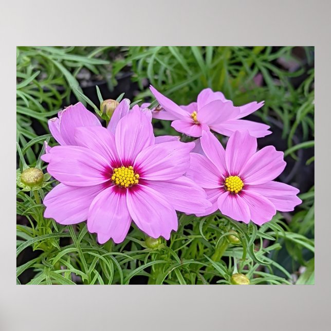 Pink Cosmos Blume Poster (Vorne)