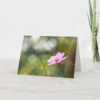 Pink Cosmos Blume Später Nachmittag Bokeh