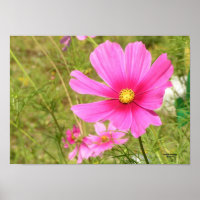 Pink Cosmos Poster
