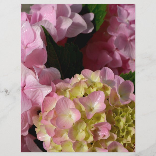 Pink Cream Hydrangeas gelb rosa grüne Blüte (Vorderseite)