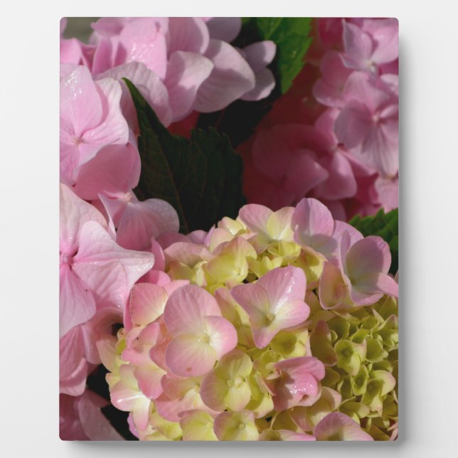 Pink Cream Hydrangeas gelb rosa grüne Blüte Fotoplatte (Vorderseite)