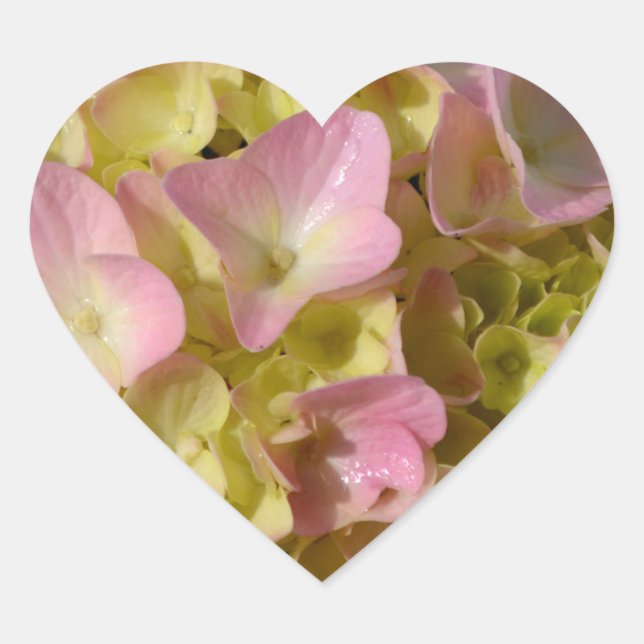 Pink Cream Hydrangeas gelb rosa grüne Blüte Herz-Aufkleber (Vorderseite)