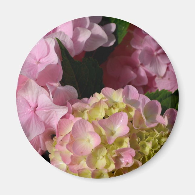 Pink Cream Hydrangeas gelb rosa grüne Blüte Magnet (Vorne)