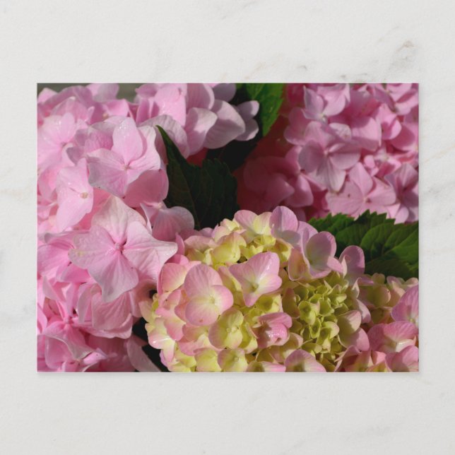 Pink Cream Hydrangeas gelb rosa grüne Blüte Postkarte (Vorderseite)