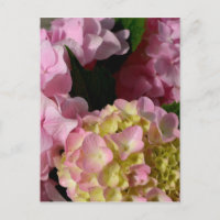 Pink Cream Hydrangeas gelb rosa grüne Blüte