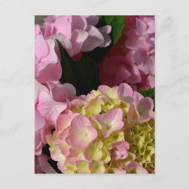 Pink Cream Hydrangeas gelb rosa grüne Blüte Postkarte (Vorderseite)