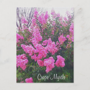 Pink Crepe Myrtle Nature Art Foto mit Text Postkarte