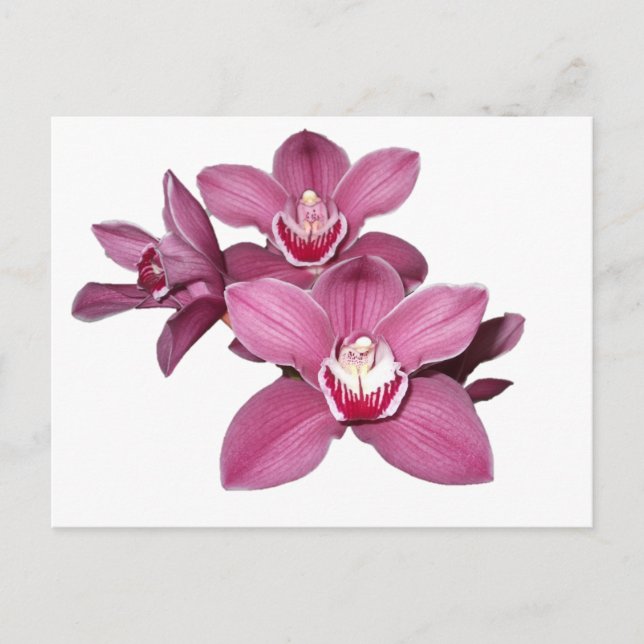 Pink Cymbidium Orchio Postkarte (Vorderseite)