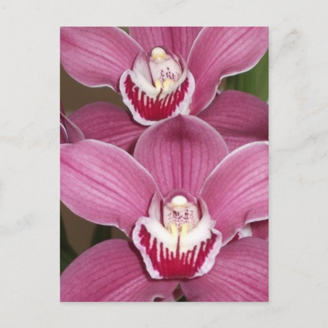 Pink Cymbidium Orchio Postkarte (Vorderseite)