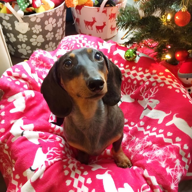 Pink Dackel Fair Isle Weihnachtsblanket Fleecedecke (Pink wiener dog Christmas blanket featuring reindeer dachshunds. )