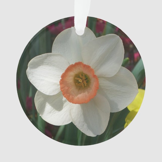 Pink Daffodin Frühlingszeit Blume Ornament (Vorderseite)