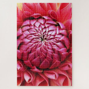 Pink Dahlia
