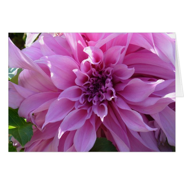 Pink Dahlia (Vorderseite (Horizontal))