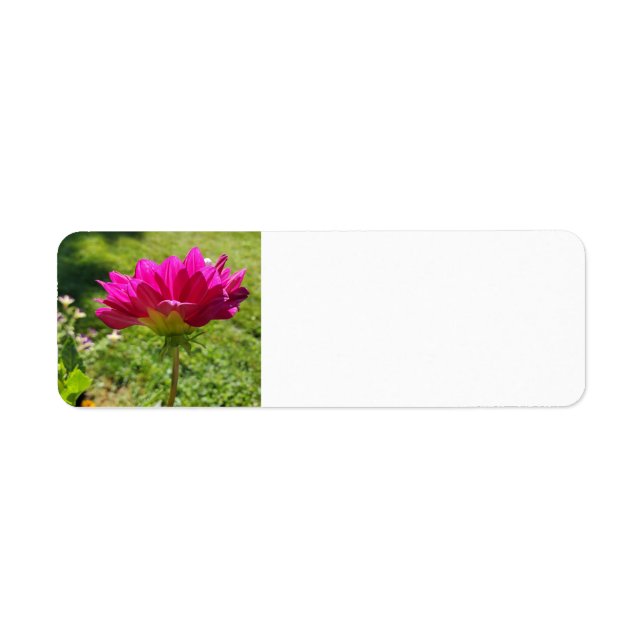 Pink Dahlia (Vorne)