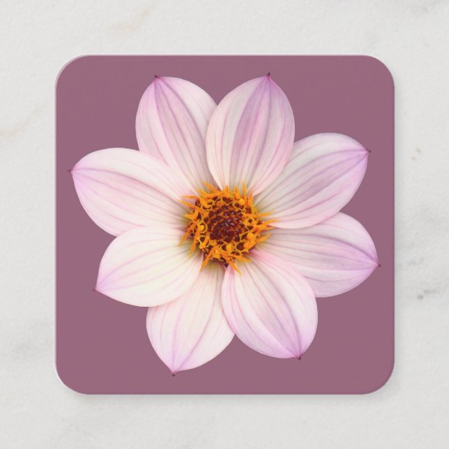 Pink Dahlia, #945E76 Quadratische Visitenkarte (Vorderseite)