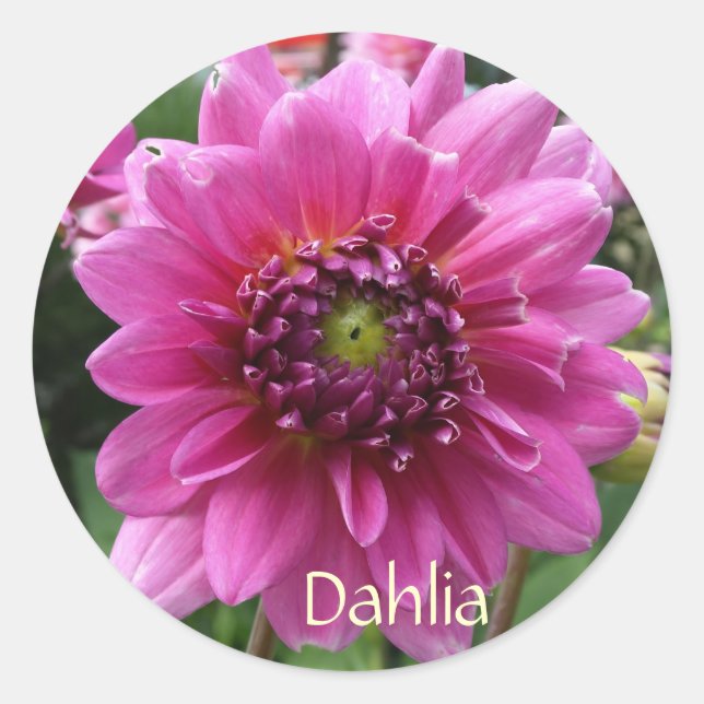 Pink Dahlia Bloom Runder Aufkleber (Vorderseite)