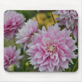 Pink Dahlia Blume im RHS Garden Wisley Mousepad