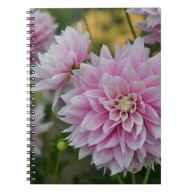 Pink Dahlia Blume im RHS Garden Wisley Notizblock (Vorderseite)