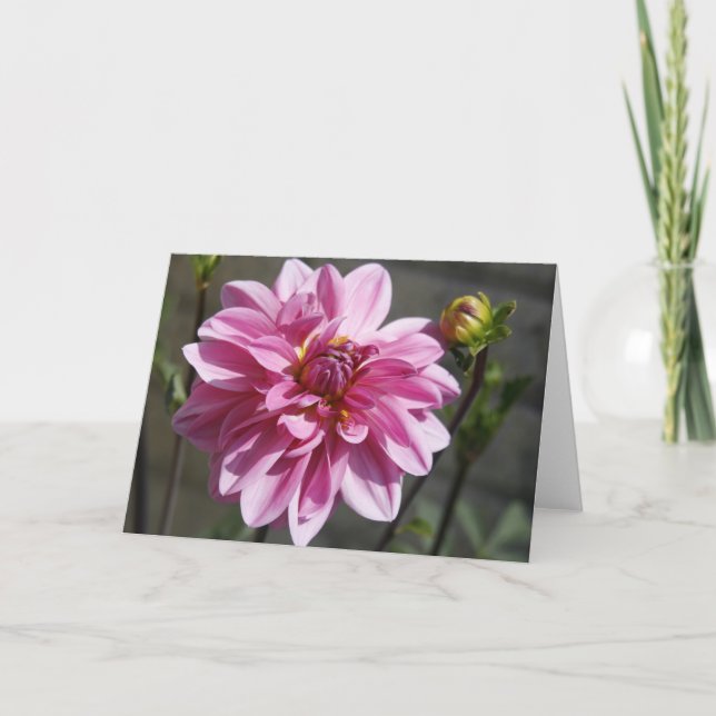 Pink Dahlia Grußkarte Ankündigung (Vorderseite)