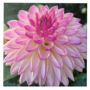 Pink Dahlia Keramik Tile Fliese