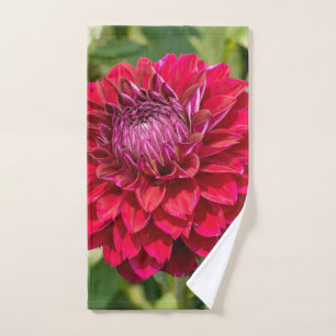 Pink Dahlia Photographie, Fleur canadienne