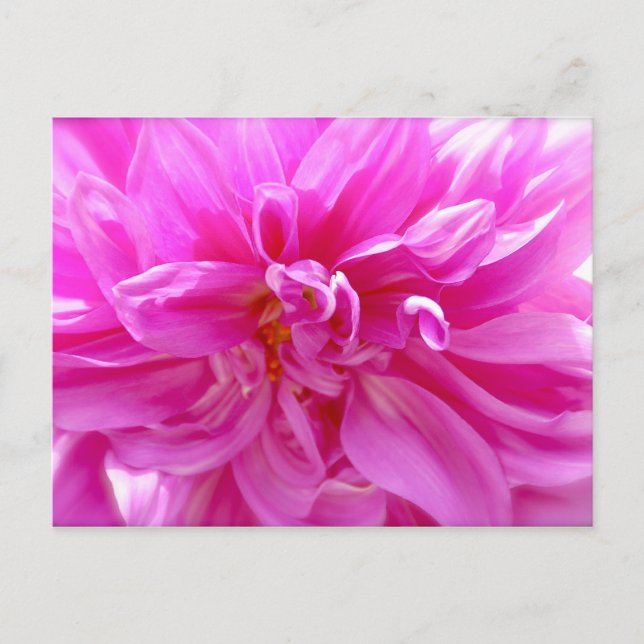 Pink Dahlia Postkarte (Vorderseite)