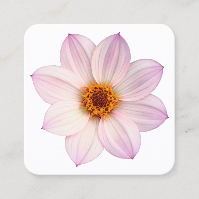 Pink Dahlia Quadratische Visitenkarte (Vorderseite)