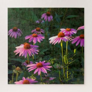 Pink Daises