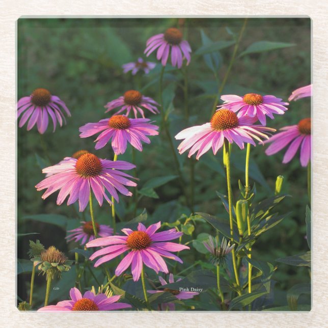 Pink Daisies Glas Untersetzer (Vorderseite)