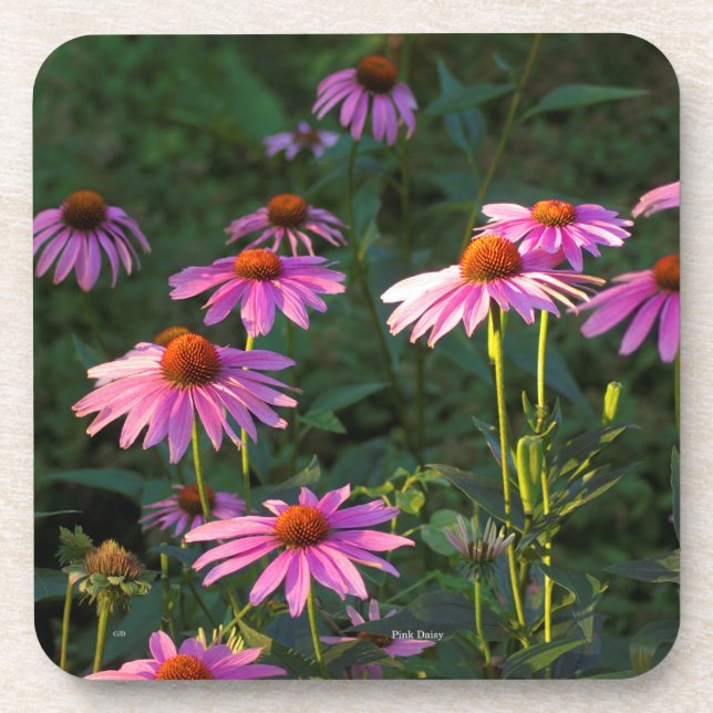 Pink Daisies set of 6 plastic coasters Getränkeuntersetzer (Vorderseite)