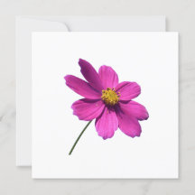 PINK DAISY, BLANK JEDER ANLASS CARD