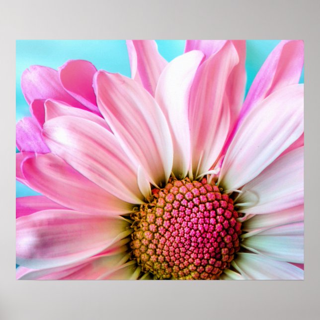Pink Daisy Blume Bloom Poster (Vorne)