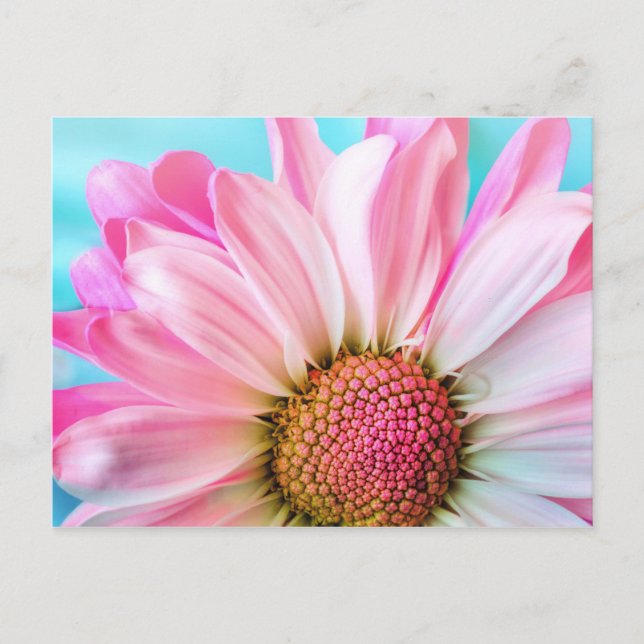 Pink Daisy Blume Postkarte (Vorderseite)