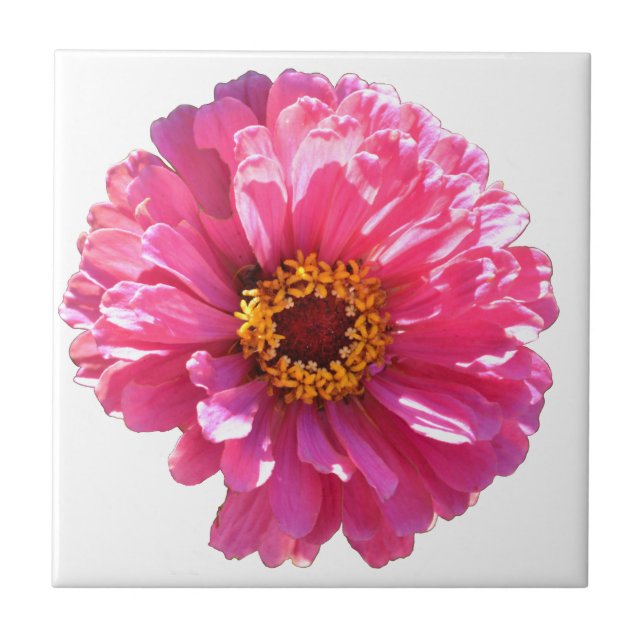 Pink Daisy Fliese (Vorderseite)