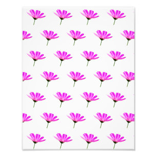 Pink Daisy Fotodruck