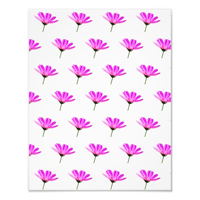 Pink Daisy Fotodruck (Vorne)