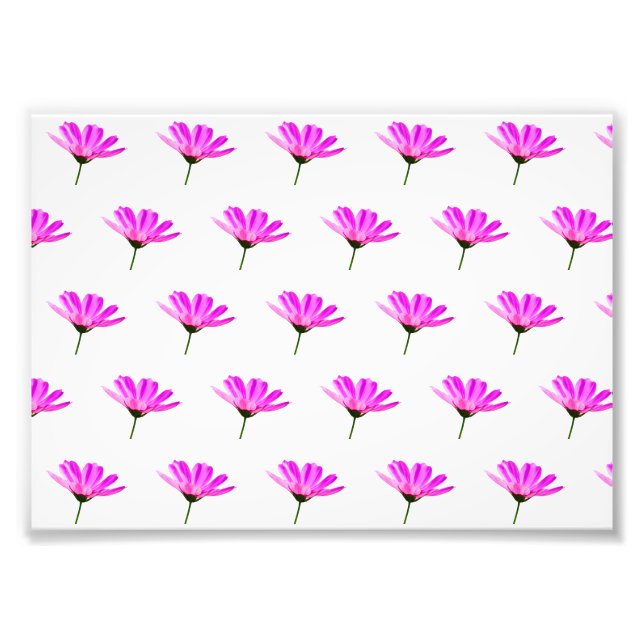 Pink Daisy Fotodruck (Vorne)