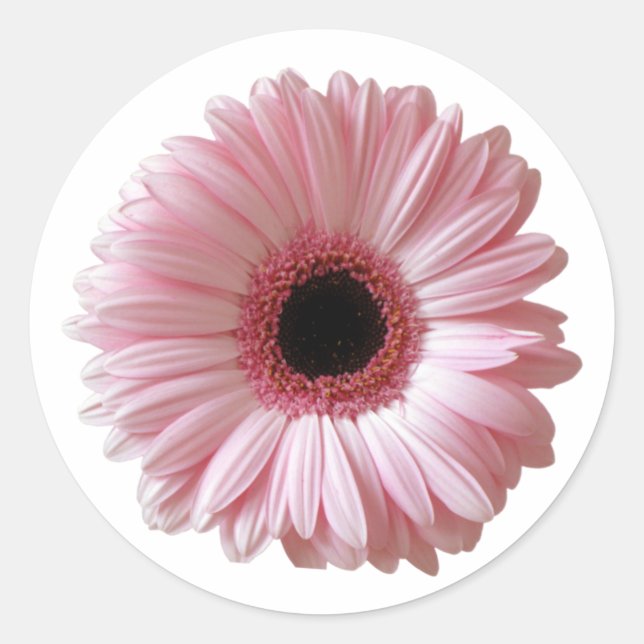 Pink Daisy Gerbera Runder Aufkleber (Vorderseite)