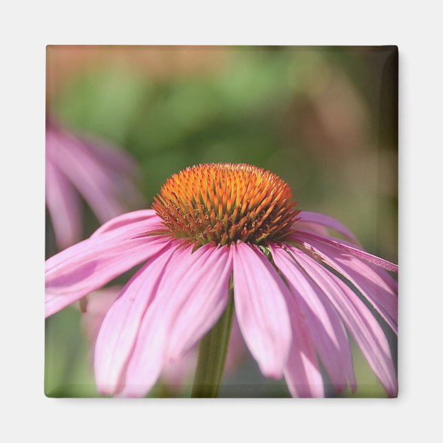 Pink Daisy Magnet (Vorne)