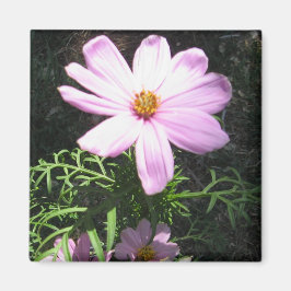 Pink Daisy Magnet